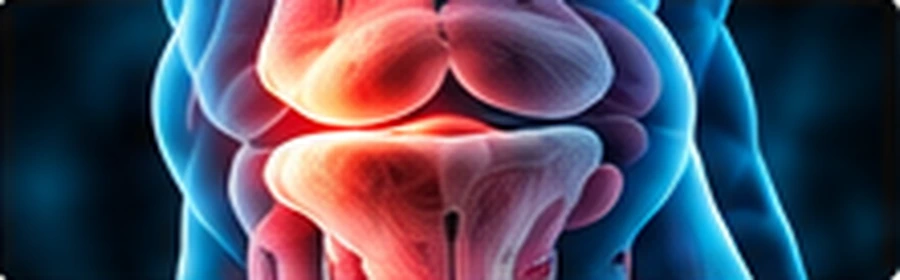 Knee Conditions anatomical illustration