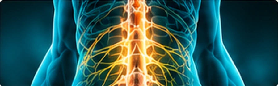 Neurological Conditions anatomical illustration